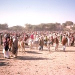Thari cattle for sale in the barrage areas