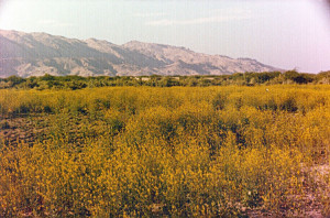 kot-diji-and-shikarpur-34
