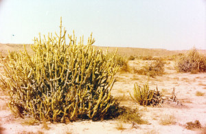 kot-diji-and-shikarpur-35