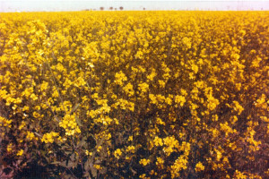 kot-diji-and-shikarpur-36
